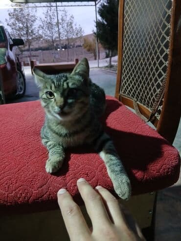 oğlan pişik adları: Tabbi, Erkək, Yaxşı əllərə — 6