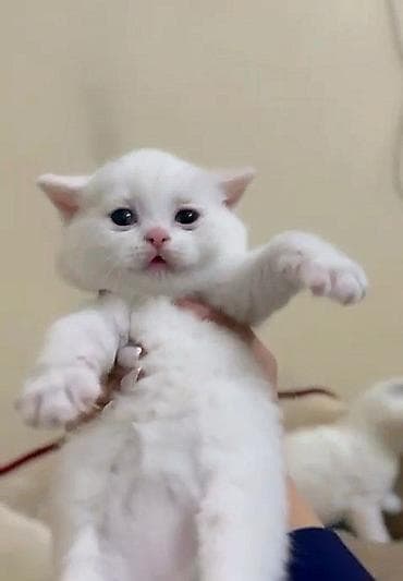 Шотландская, Самка, Самовывоз, Платная доставка