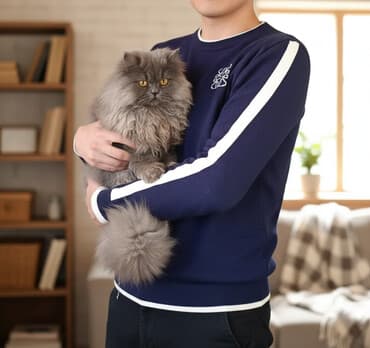 bakıda pişik satışı: Şinşilla, Erkək, Cütləşmə üçün, Pulsuz çatdırılma — 2