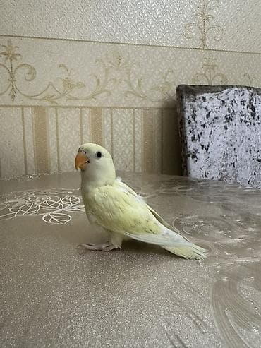 Gəmiricilər: Salam 40-45 günlük yeni yemə düşmüş balalardı. 3 ədəddir hamsı tam — 1