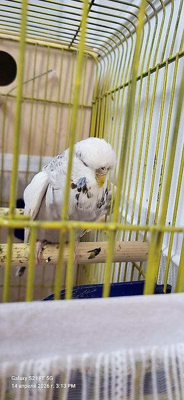 Tutuquşları: Jumbo maya. Bala da verib. Erkəyi yoxdu tək qalıb. Qızğınlıqdan — 5