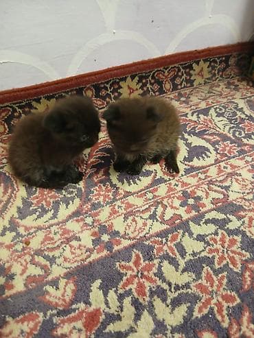 pişik bala: İki ədəd balaca bal paltarlı pişik balası - Rəng: tünd — 4