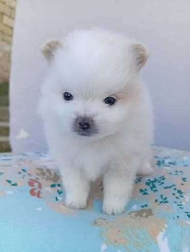 heyvan evləri: Şpitz — 4