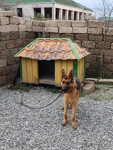 doberman balasi satilir: Alman çoban iti, 10 ay, Erkek, Peyvəndli, Ünvandan götürmə — 4