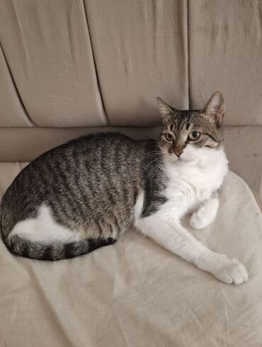 кошка в добрые руки: Самка, В добрые руки, Самовывоз — 4