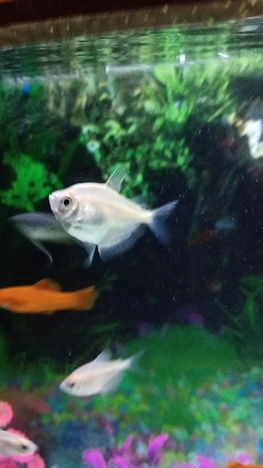 alpin kecisi satilir: Tetra balığı, Sülhsevər — 1