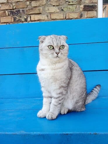 mingəcevir pişik: Şotland, Erkək, Yaxşı əllərə, Ünvandan götürmə — 4