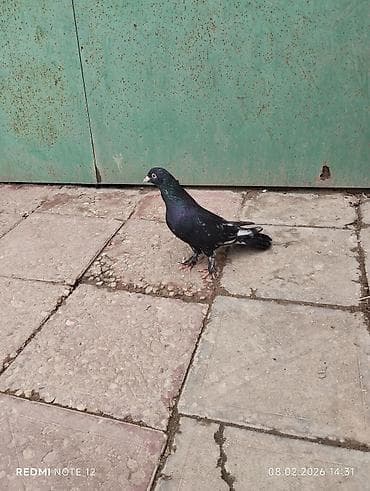 goyercin damı: Köhnə cinslərdəndi Qara əbrəş qizğin erkekdir 17 tük.Hündür — 1