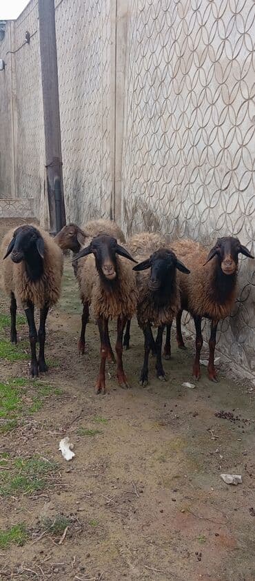 Inəklər, öküzlər: Salam ünvan Bakıin maştağa kendi obşi 5 baş cavan boğaz qoyunlar — 2