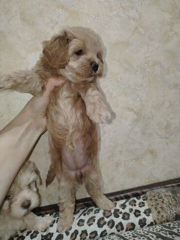 где можно купить собаку мальтипу: Mini və mikro maltepoo cinsli balalar rəngləri 2 qırmızı(red) 1 — 9