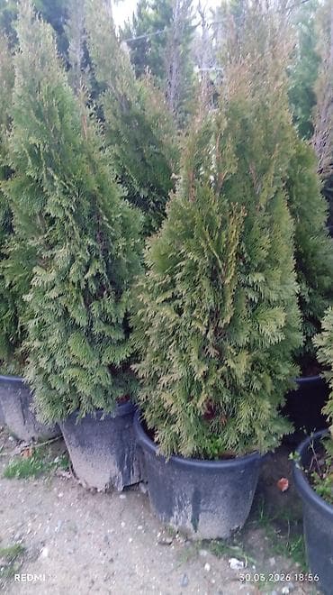 bəzək bitkilərinin adları: Satılır: Qutuda dekorativ və meyvə-ağacı tingləri, həmçinin bəzək — 6