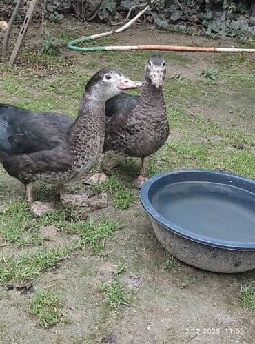 it dami satilir: Zümrüdü lal ördək,biri ərkey biri dişidi.4 ayliqdi.Ev heyvaniditam — 4