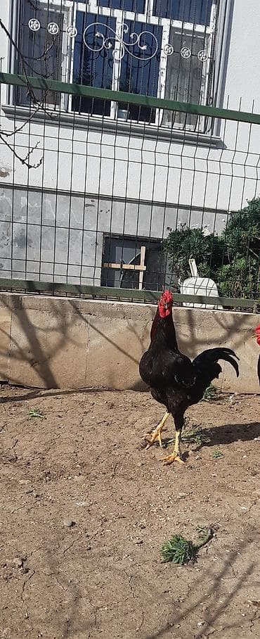 Salam, heratı qarışığı tam sağlam olan həyətdı boyüyün xoruzlar