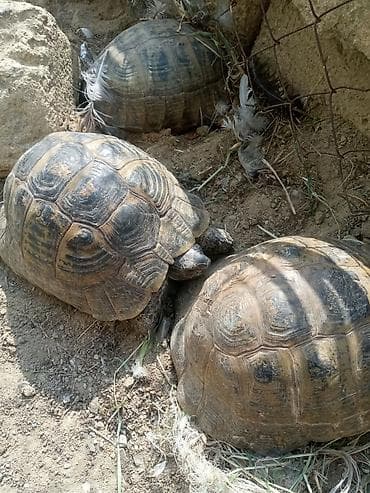 cuce ucun su qabi: Rus tısbağaları – 3 ədəd - Növ: Quru tısbağa (Testudo horsfieldii – — 2