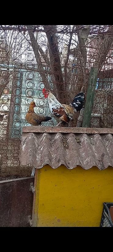 ev qusu: Şpanka Xoruzlar satılır — 2