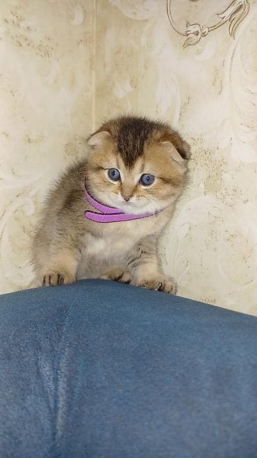 pişim: Britan, Pulsuz çatdırılma — 3