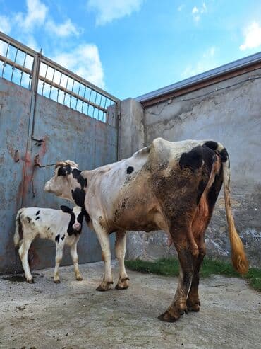 inək satşı: 15 litir süd verir 3 qarına doğub 25 gündü doğub balası dişdi — 2