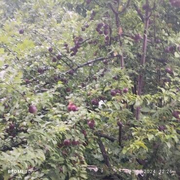 аренда и продажа недвижимости: 25 sot, Mülkiyyətçi, Kupça (Çıxarış) — 9