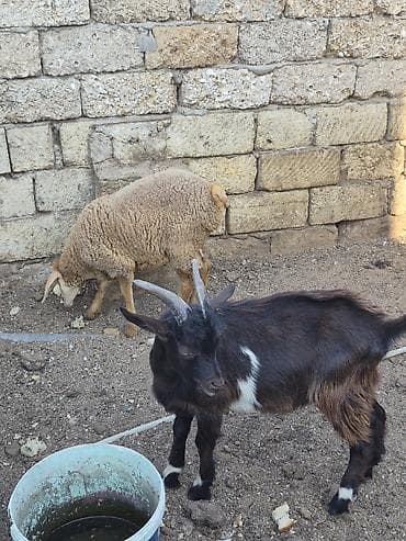 Salam saglam arpa yonca yeyen heyvanlardı real alıcılar zeng vursun