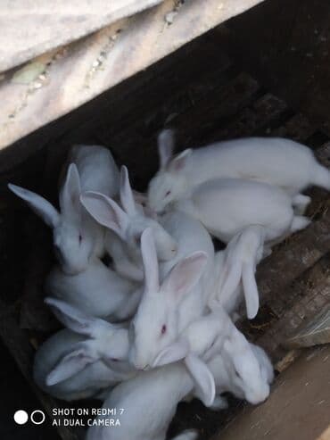 dovşan qiymətləri: Ağ albinos dovşanlar – eyni yuvalamadan olan bir neçə baş. 8 ildir — 9