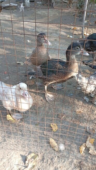bildirçin az: Məhsul: Muskoviy (hind) ördəkləri – müxtəlif rənglərdə və yaşlarda — 2