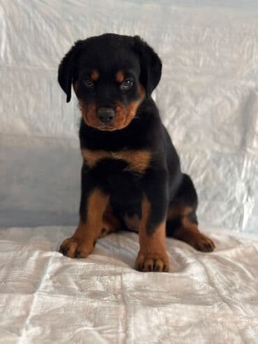 it satisi ucuz: Rotveyler, 2 ay, Dişi, Peyvəndli — 1