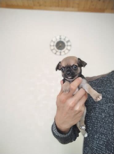 чихуахуа цена в баку: Чихуахуа, 2 месяца, С родословной, Самовывоз — 2