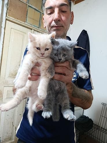 Pişiklər: Britan — 2