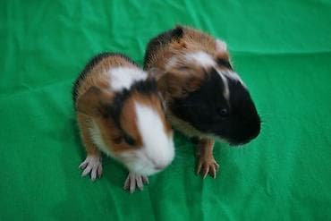 Tam sağlam, cins dəniz donuzcuqları satılır. ​Cinsi: İngilis hamar