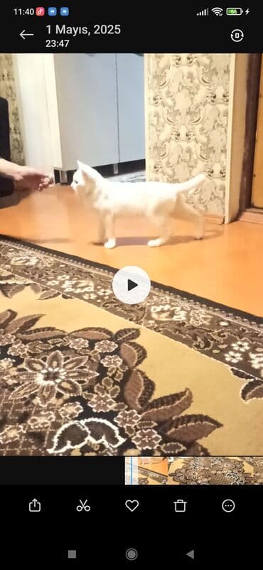 Gəmiricilər: Türk anqora, Yaxşı əllərə — 2