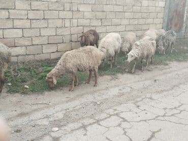 tap.az danalar: Məhsul: Qoyun sürüsü Təsvir: - Yerli cins qarışığı olan, quyruğu — 5