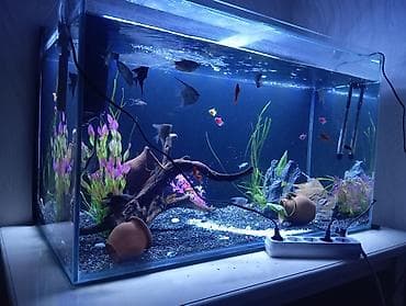 dana adları: Dördbucaq akvarium, Balıqlarla birlikdə, 300 l — 2