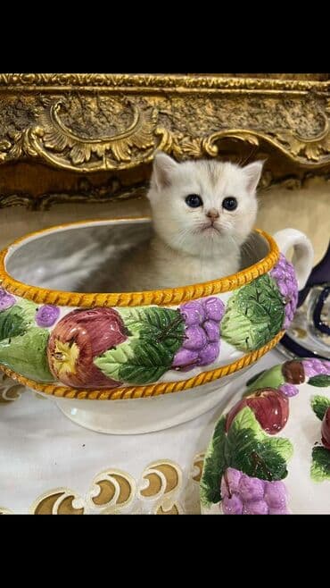 bala qazlar: 40 günlük bala atası qold şînşıla anası silver — 1