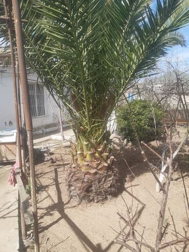 finik: Finiki maştağadadi ağac — 3