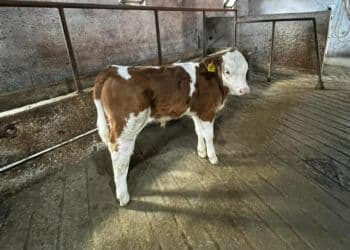 cins ineklerin satisi: Məhsul: Dana (ibridləşdirilmiş ətlik istiqamət) - Cins tipi — 1