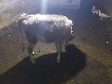 col dovsani satilir: Satlıq buzov - Növ: mal-qara (buzov) - Rəng: ağ-boz, kürəyində və — 2