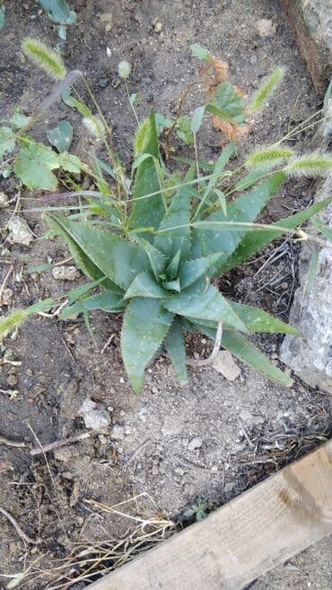 Qida məhsulları: Təmiz Aloye Vera təbii . Hər növdə var balaca normal böyük .növünə — 2