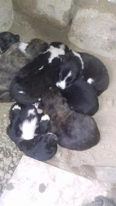 xasqi itləri: Zvonok — 3