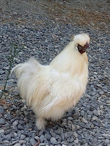 şamo beçə: ƏLA cavan original ponpon xoruzu tek qaldi deyə satıram aktivdi ünvan — 1