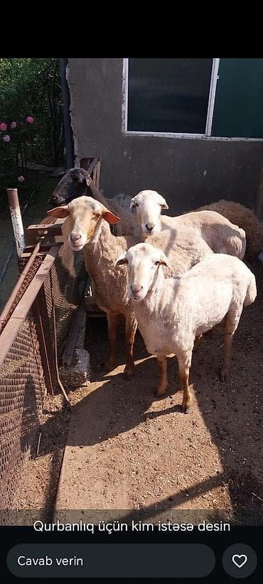 tap az ev heyvanlari: Qurbanlıq üçün qoyunlar erkekdi. 4dude klq 30 dan coxdu 1 denesi 500 — 3