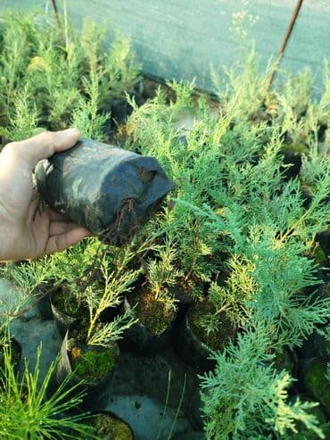 sarmaşıq qızılgül satışı: Mojevennik şitili — 2