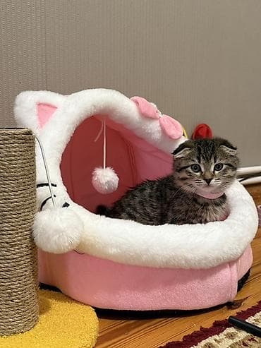 pisik ucun evler: Scotland ev pişiyi 02.11.2025 ildə doğulub. Sevimli, əyləncəli — 2