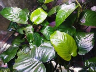 oskar balığı: Anibias Barteri Qiqant nadir növlərdən di yerli artım Y.Yasamal. 5 — 2