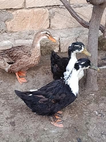 ordey satisi: Yumurtluyan ordeyler 2fere biri erkey — 1