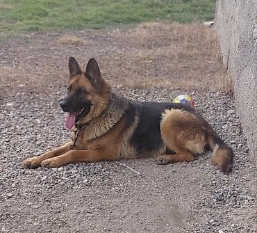 qurdbasar balasi satilir: Alman çoban iti, 2 il, Dişi — 2