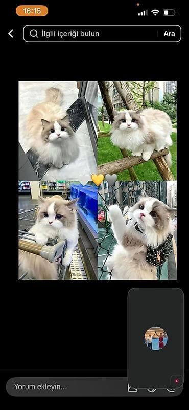 erkey pisik adlari: Britan — 10