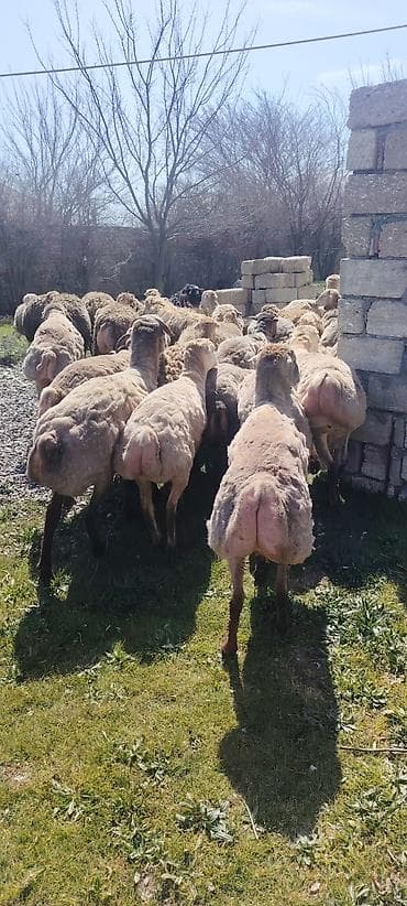 qoyun quyrugu: Qurbanliq ve toxumluq Qoclar ve quzular 40 kilodan 70 kiloya qeder her — 1