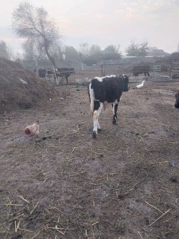 İtlər: 5 dənə erkəy danadi saglam saxlamalı danalardi 0516652777 — 3