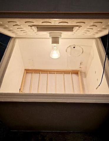 Для всех видов птиц