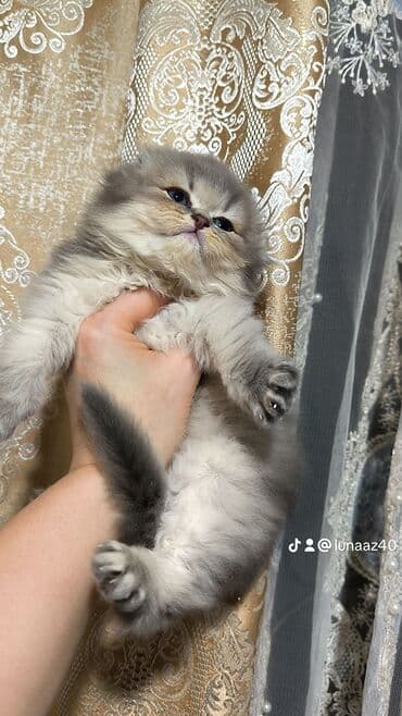 pişik siyam: Şotland yastı qulaq, Erkək — 7